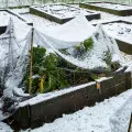 Warzywa mrozoodporne | Co sadzić? Jak uprawiać i kiedy zbierać zimą?