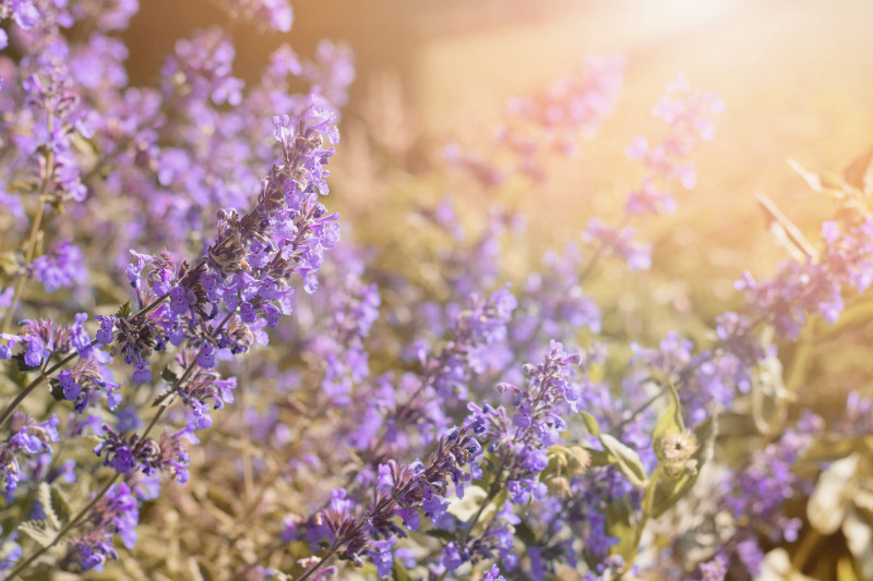 kocimiętka Faassena Nepeta x faassenii 