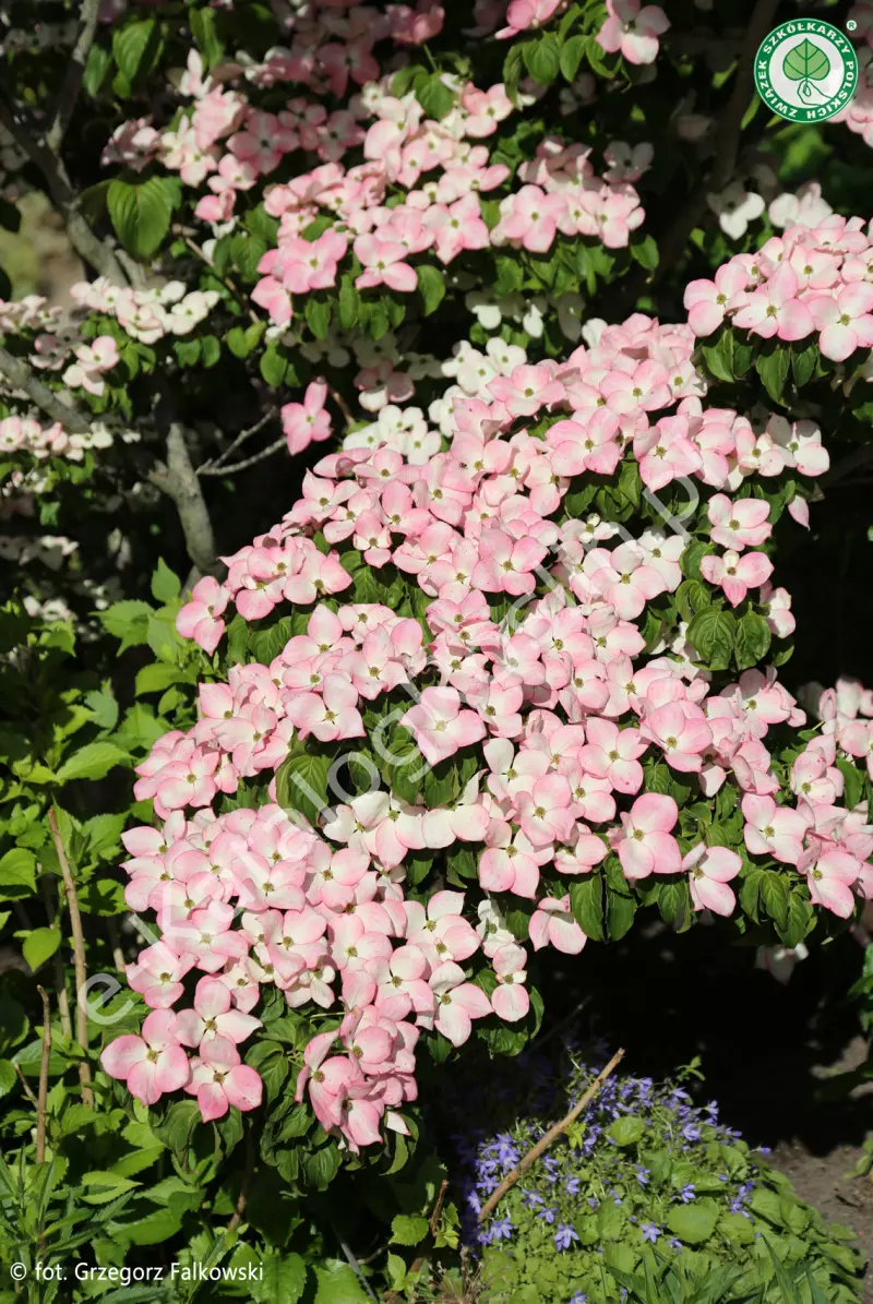 dereń kousa Cornus kousa Satomi