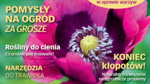 Pokochaj mniszki | Dwa przepisy na dania z kwiatów