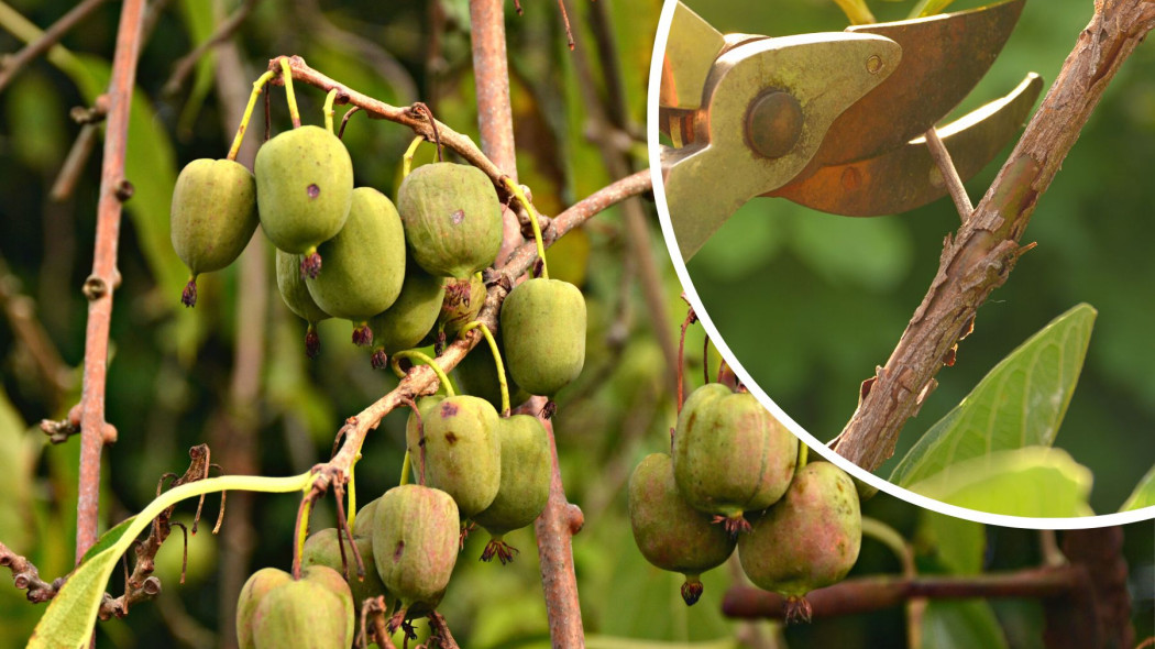 Kiedy i jak ciac aktinidie Zasady przycinania mini-kiwi