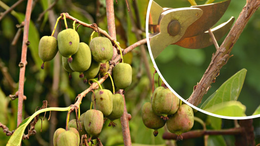 Kiedy i jak ciąć aktinidię? Zasady przycinania mini-kiwi