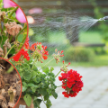 Czym pryskać pelargonie? Jaki oprysk na choroby i insekty? Sprawdzone środki ochrony roślin