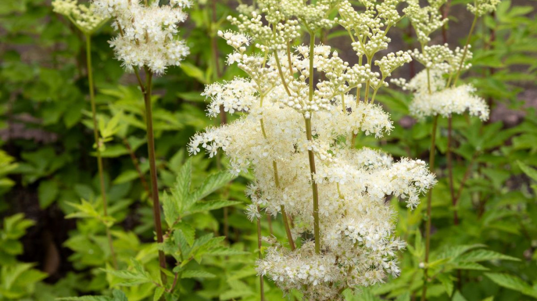 Wiazowka blotna Filipendula ulmaria