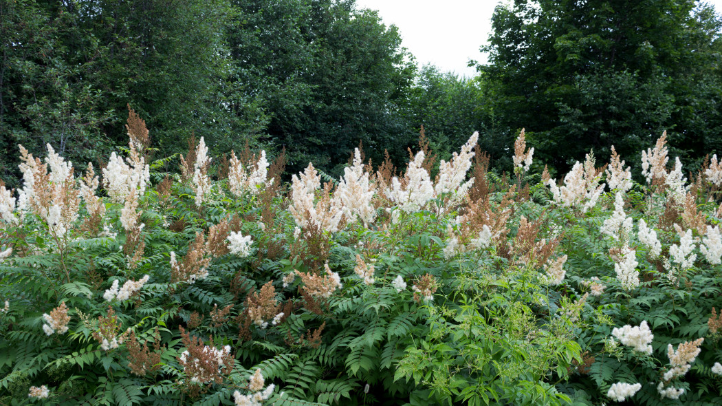 Wiazowka blotna Filipendula ulmaria w naturze