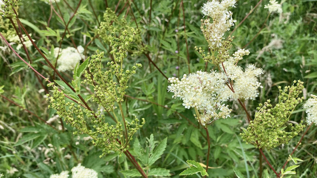 Wiazowka blotna Filipendula ulmaria