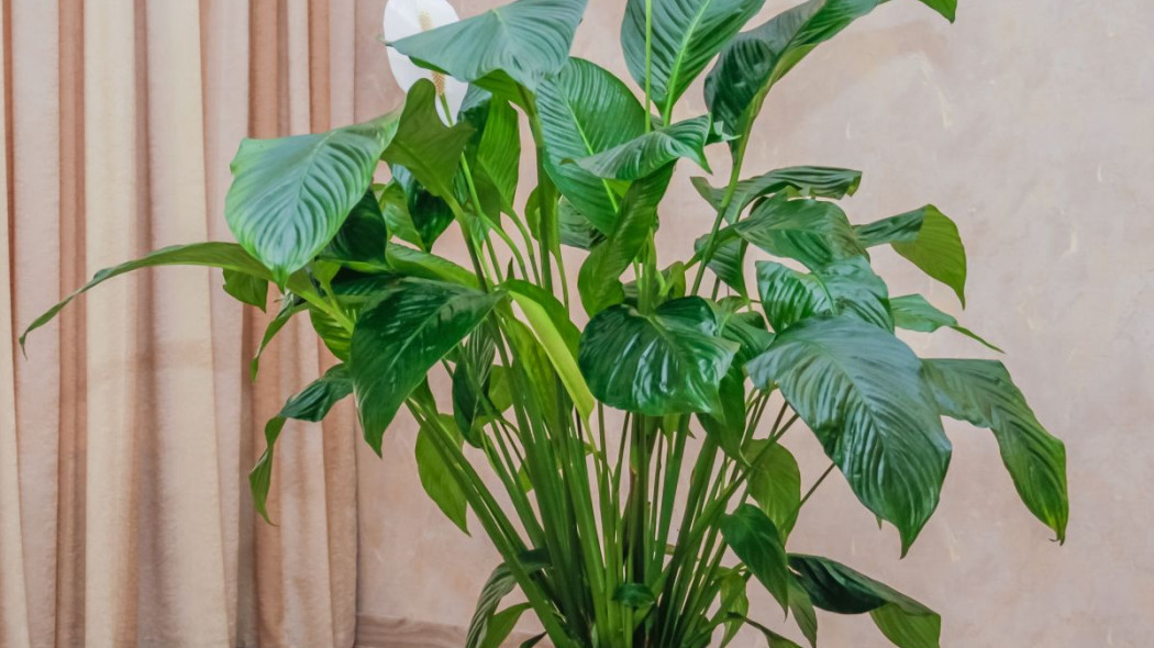 Skrzydlokwiat Spathiphyllum