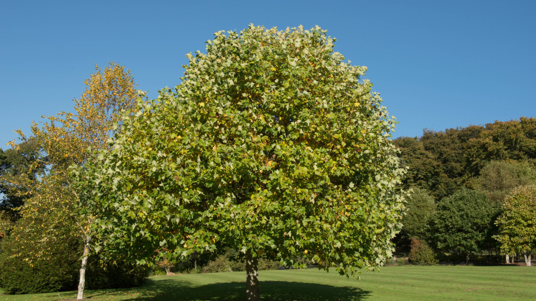 Tulipanowiec amerykanski Tulip Tree Liriodendron tulipifera