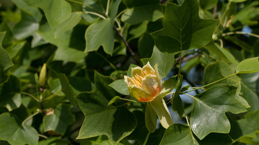 Tulipanowiec amerykanski Tulip Tree Liriodendron tulipifera