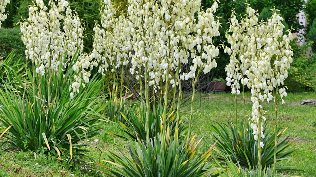 Juka ogrodowa karolinska Yucca filamentosa