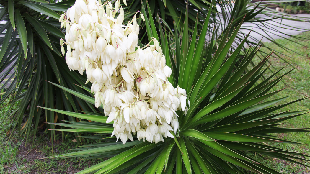 Juka ogrodowa karolinska Yucca filamentosa