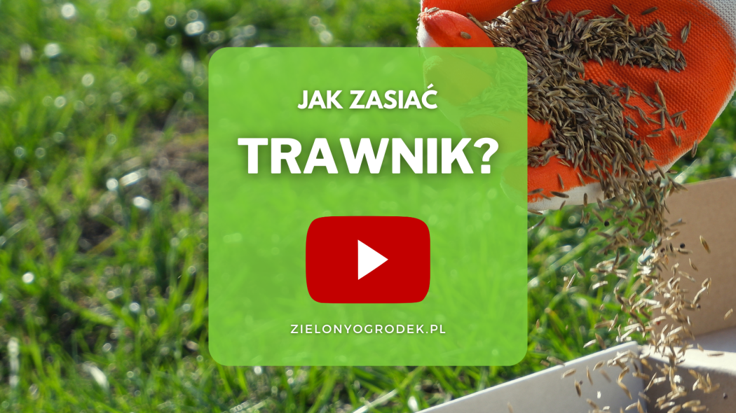 Film Jak zasiac trawnik piekny zdrowy krok po kroku