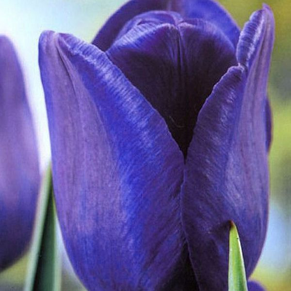 Tulipan niebieski Blue