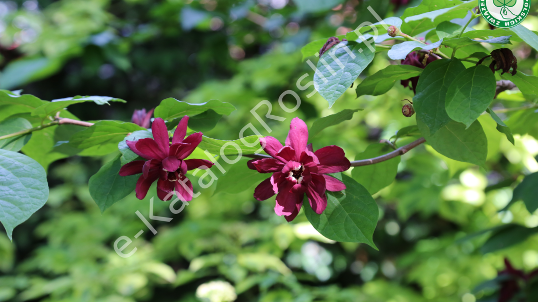 kielichowiec Raulstona Calycanthus ×raulstonii Hartlage Wine fot. Grzegorz Falkowski