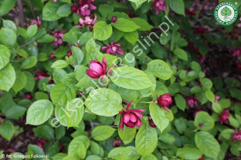 kielichowiec Raulstona Calycanthus ×raulstonii Hartlage Wine