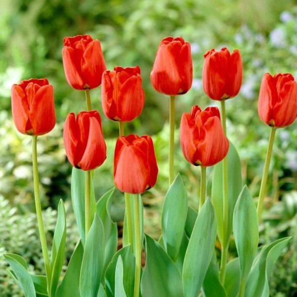 Tulipan Apeldorn