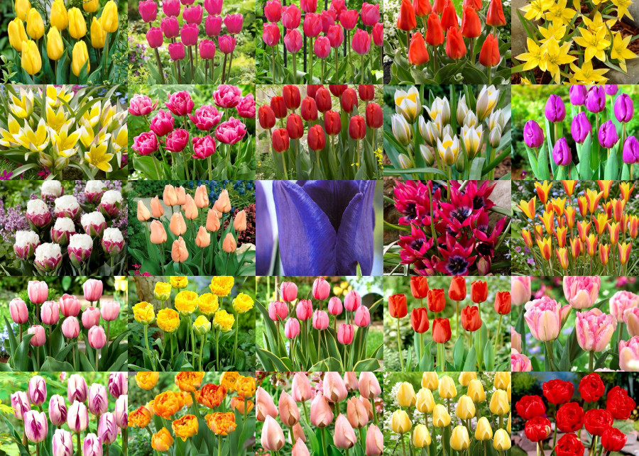 25 najpiękniejszych odmian tulipanów