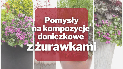 Pomysły na kompozycje doniczkowe z żurawkami 