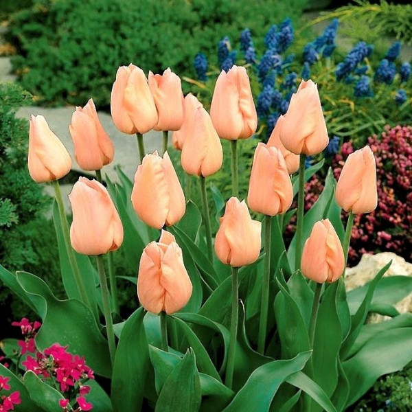 Tulipan morelowy Apricot