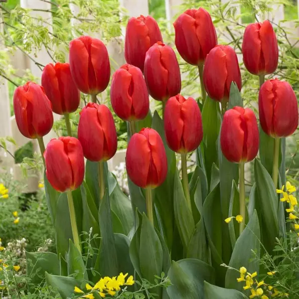 Tulipan czerwony Red