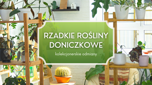 Rzadkie rośliny doniczkowe – kolekcjonerskie odmiany, na które warto zwrócić uwagę