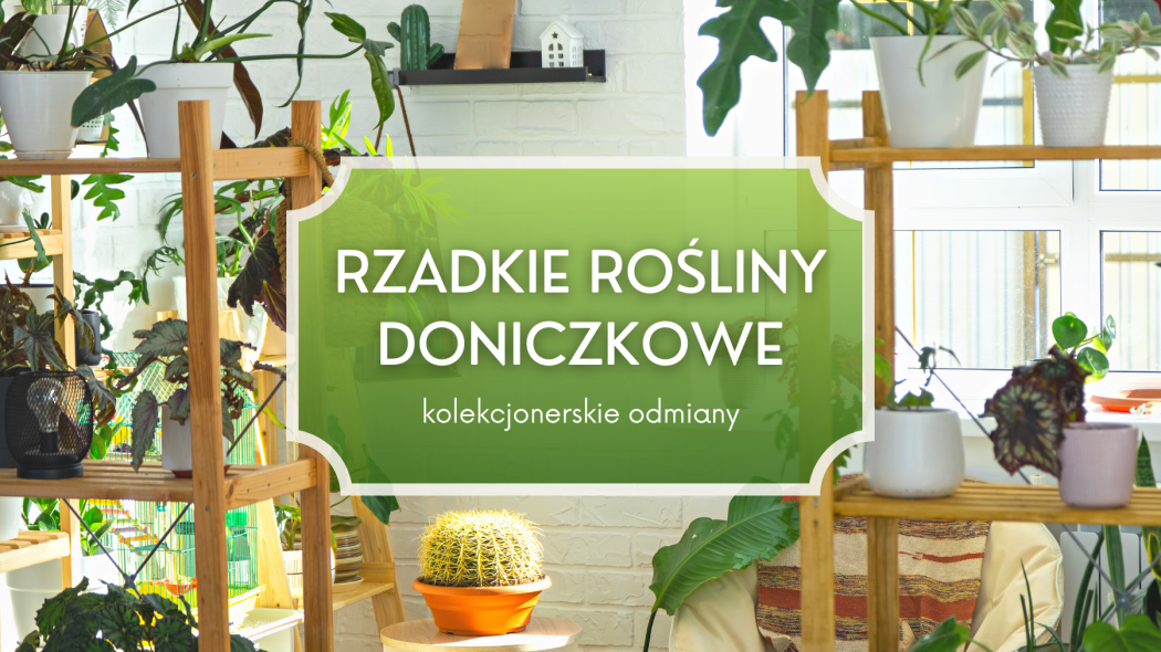 Rzadkie rosliny doniczkowe odmiany gatunki ciekawe