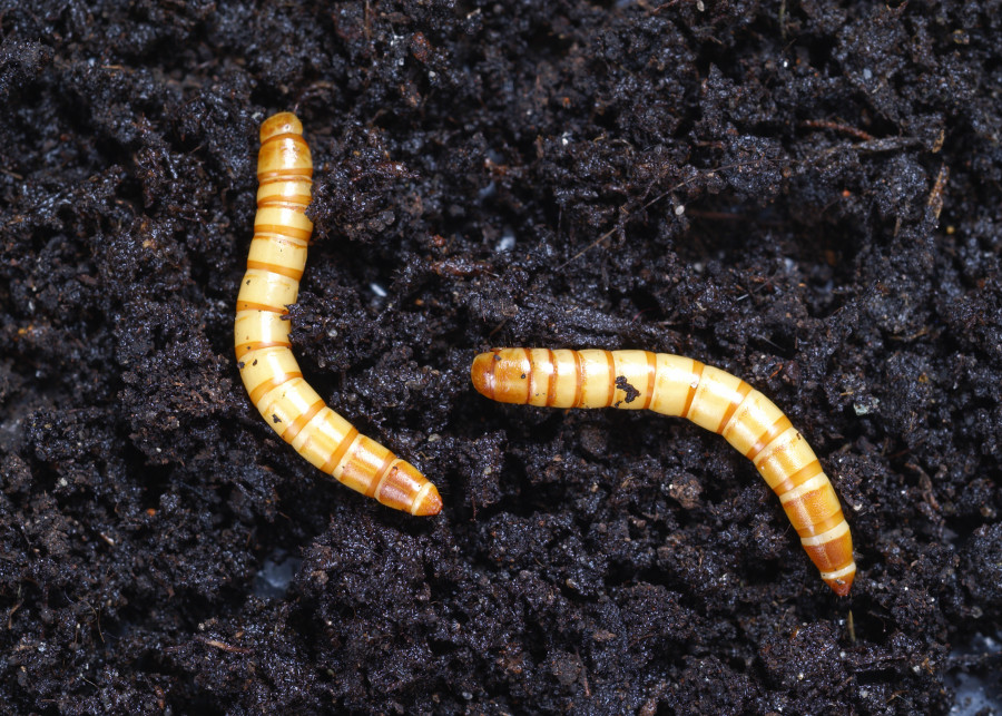Drutowce - larwy sprężyków