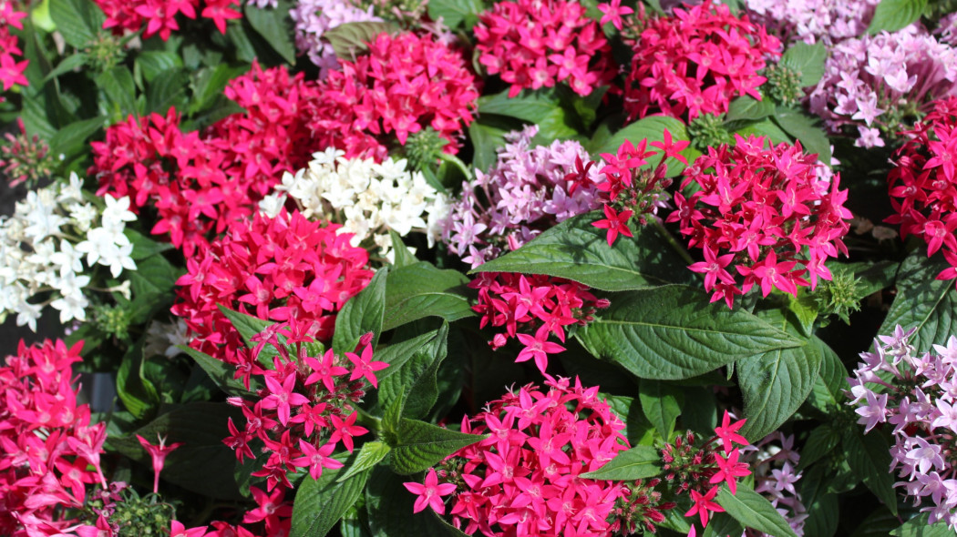 Piatak lancetowaty Pentas lanceolata