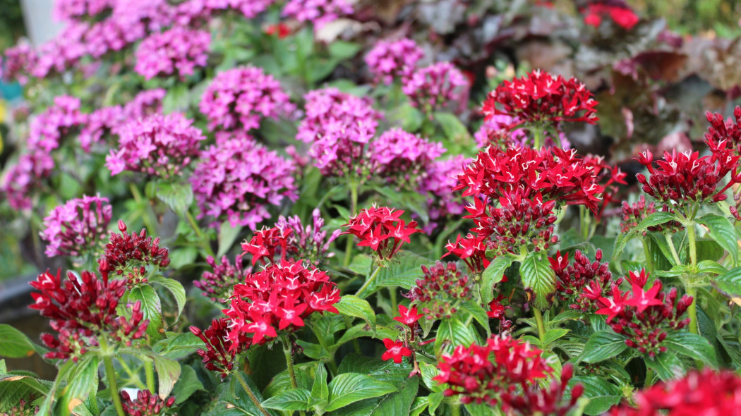 Piatak lancetowaty Pentas lanceolata