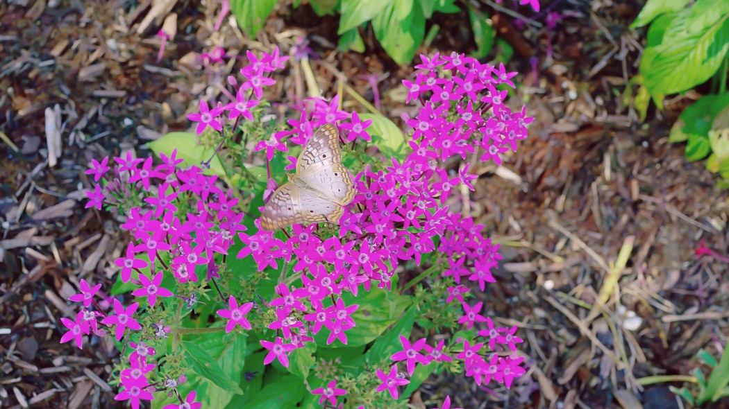 Piatak lancetowaty Pentas lanceolata amarantowy