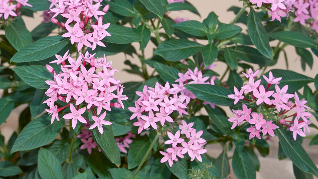 Piatak lancetowaty Pentas lanceolata jasno rozowy