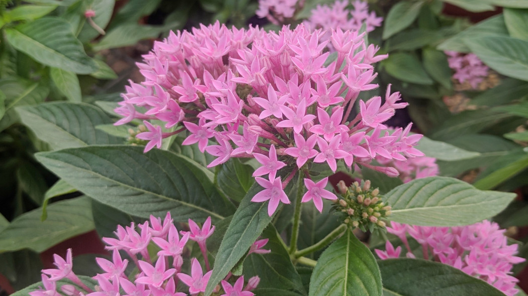 Piatak lancetowaty Pentas lanceolata kwiatostan