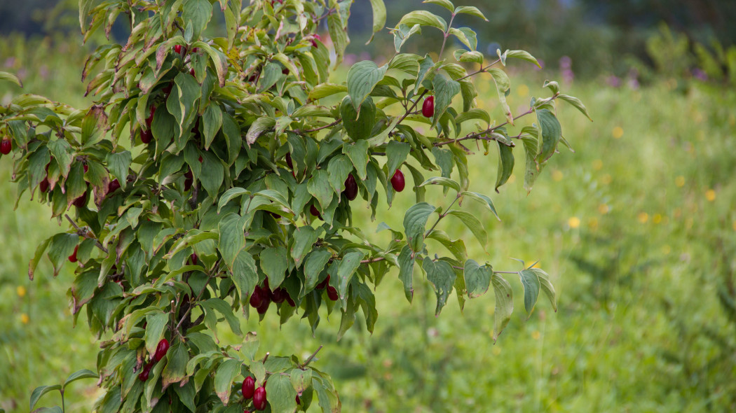 Deren jadalny Cornus mas latem liście i owoce