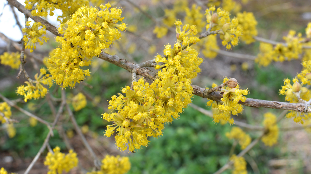 Deren jadalny Cornus mas wiosna kwitnienie