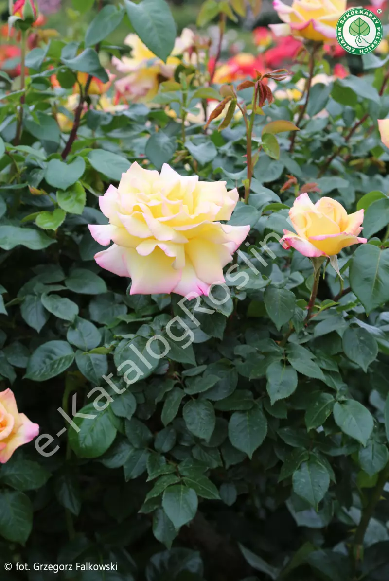 Róża Rosa Peace