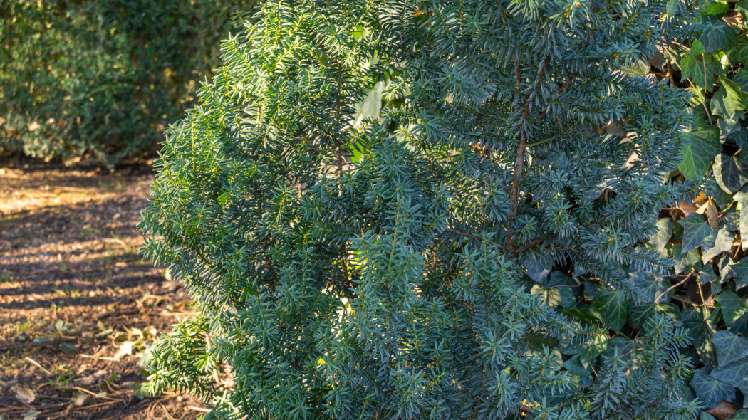 Cis posredni taxus media