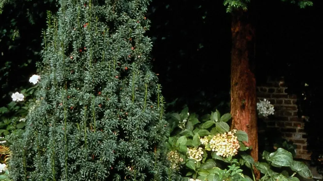 Cis posredni Hicksii