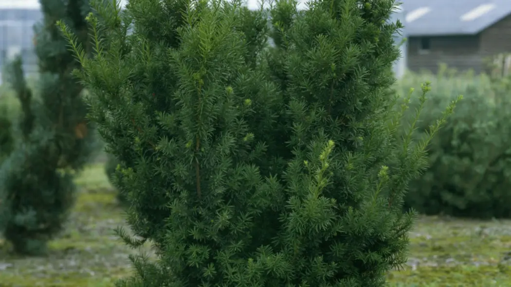 Cis posredni Hicksii