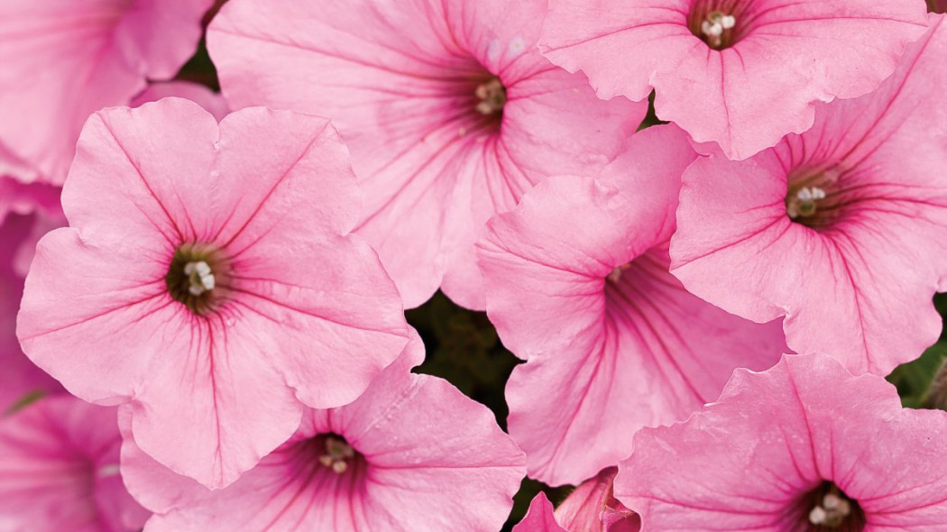 Petunia Supertunia VISTA 'Bubblegum'