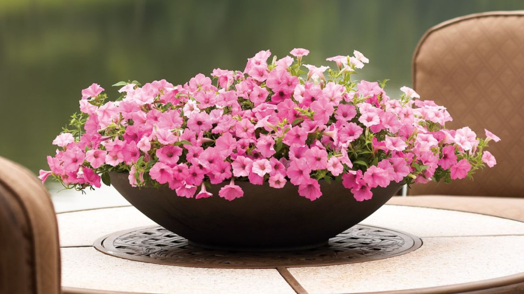 Petunia Supertunia VISTA 'Bubblegum'