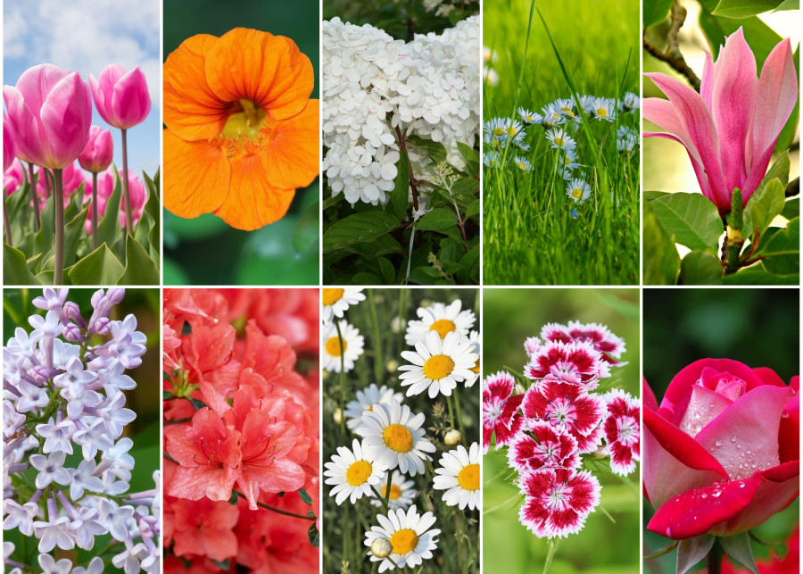 Ranking 10 najpiękniejszych kwiatów ogrodowych według sztucznej inteligencji