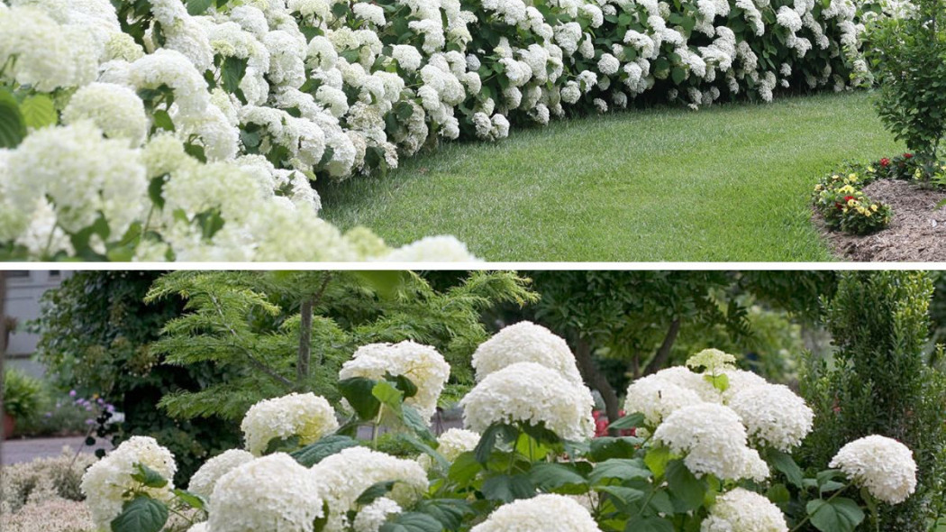 Hydrangea arborescens Strong Annabelle w ogrodzie