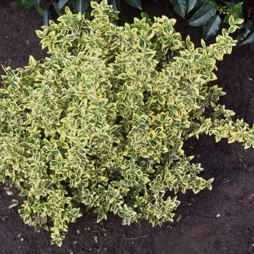Trzmielina Fortune'a 'Emerald n Gold'
