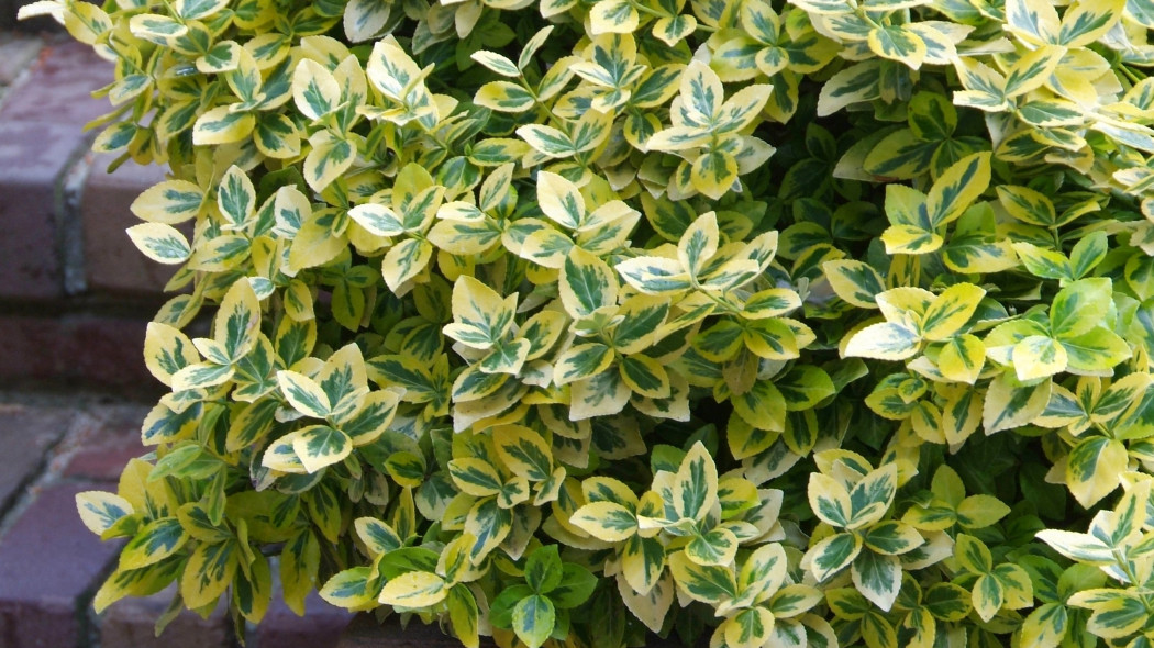 Trzmielina Fortune'a 'Emerald n Gold'