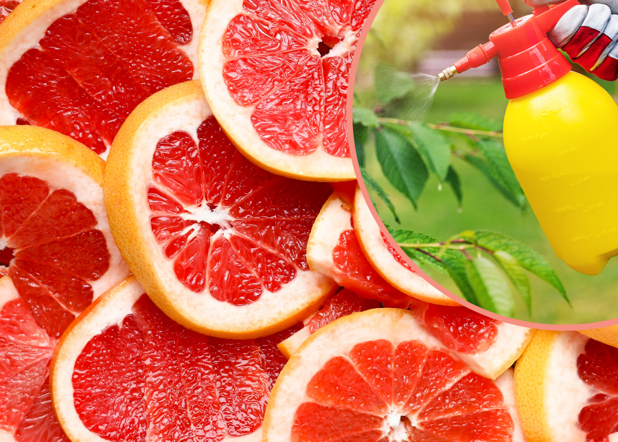 Grapefruit pomocny w zwalczaniu chorób i szkodników roślin