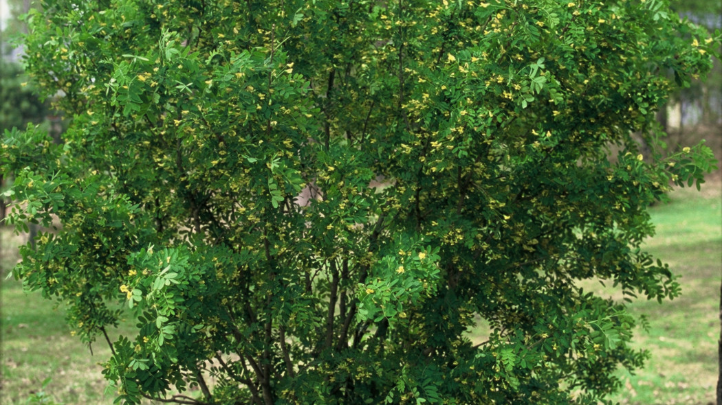 Karagana syberyjska Caragana arborescens w naturze