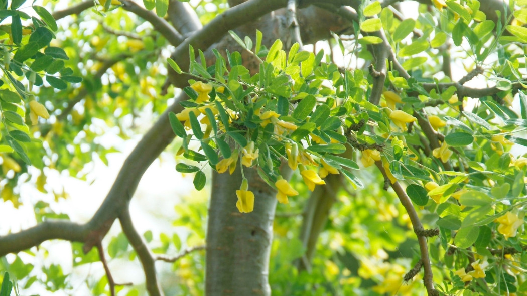 Karagana syberyjska Caragana arborescens