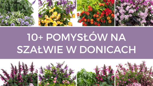 10+ inspirujących pomysłów na szałwie w doniczkach