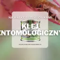 Klej entomologiczny | Jaki wybrać i gdzie kupić?