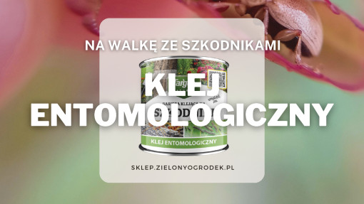 Klej entomologiczny | Jaki wybrać i gdzie kupić?